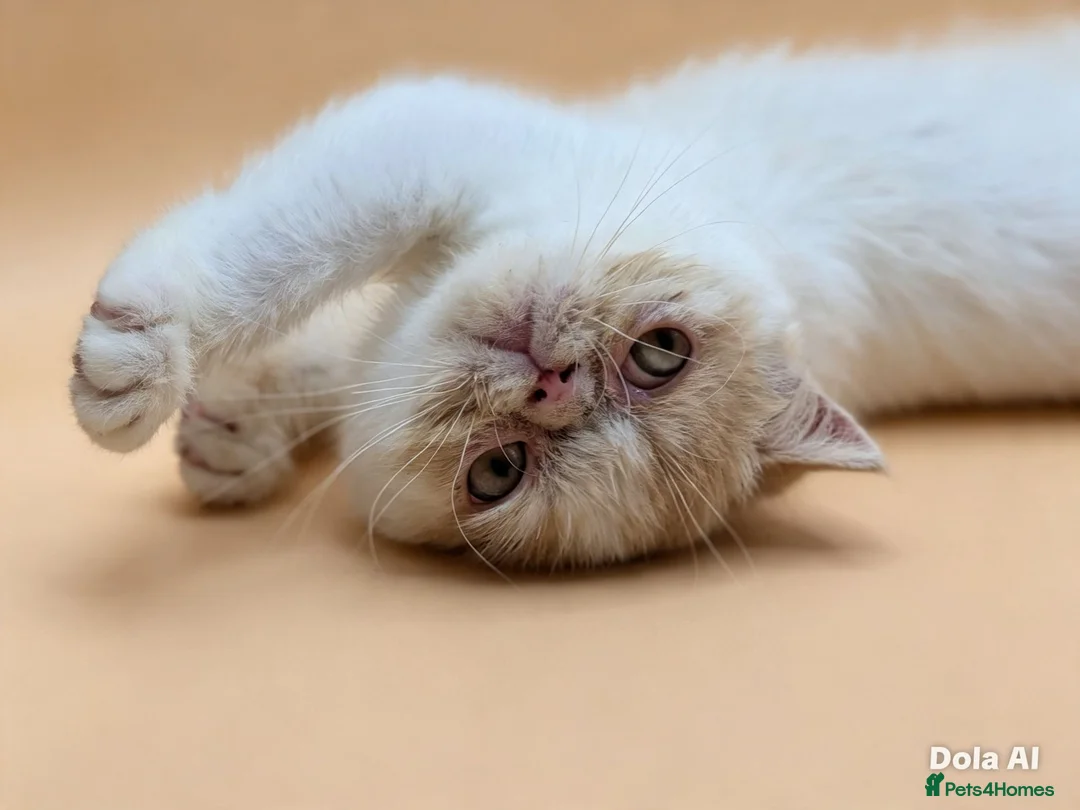 Exotic cats for sale:  Exotic Shorthair Girl, Feisty & Loving - Advert 1