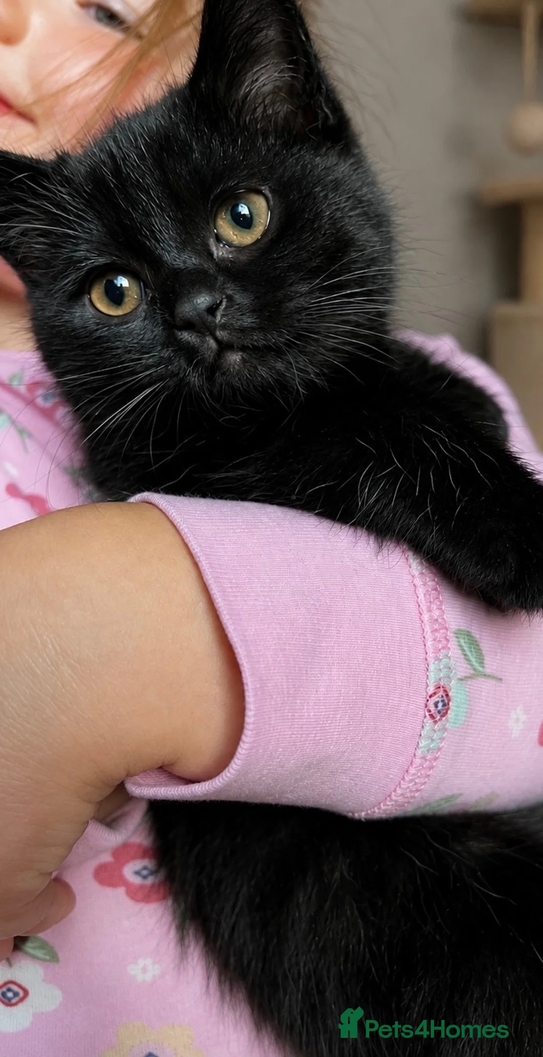British Shorthair cats for sale: British Shorthair Kittens - Advert 8