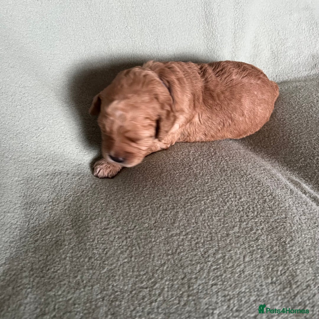 Australian Labradoodle dogs for sale: Fib Labradoodle puppies - Advert 23