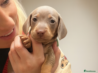 Miniature Dachshund dogs 💕 5 stunning KC boys vet approved very healthy - Advert 5