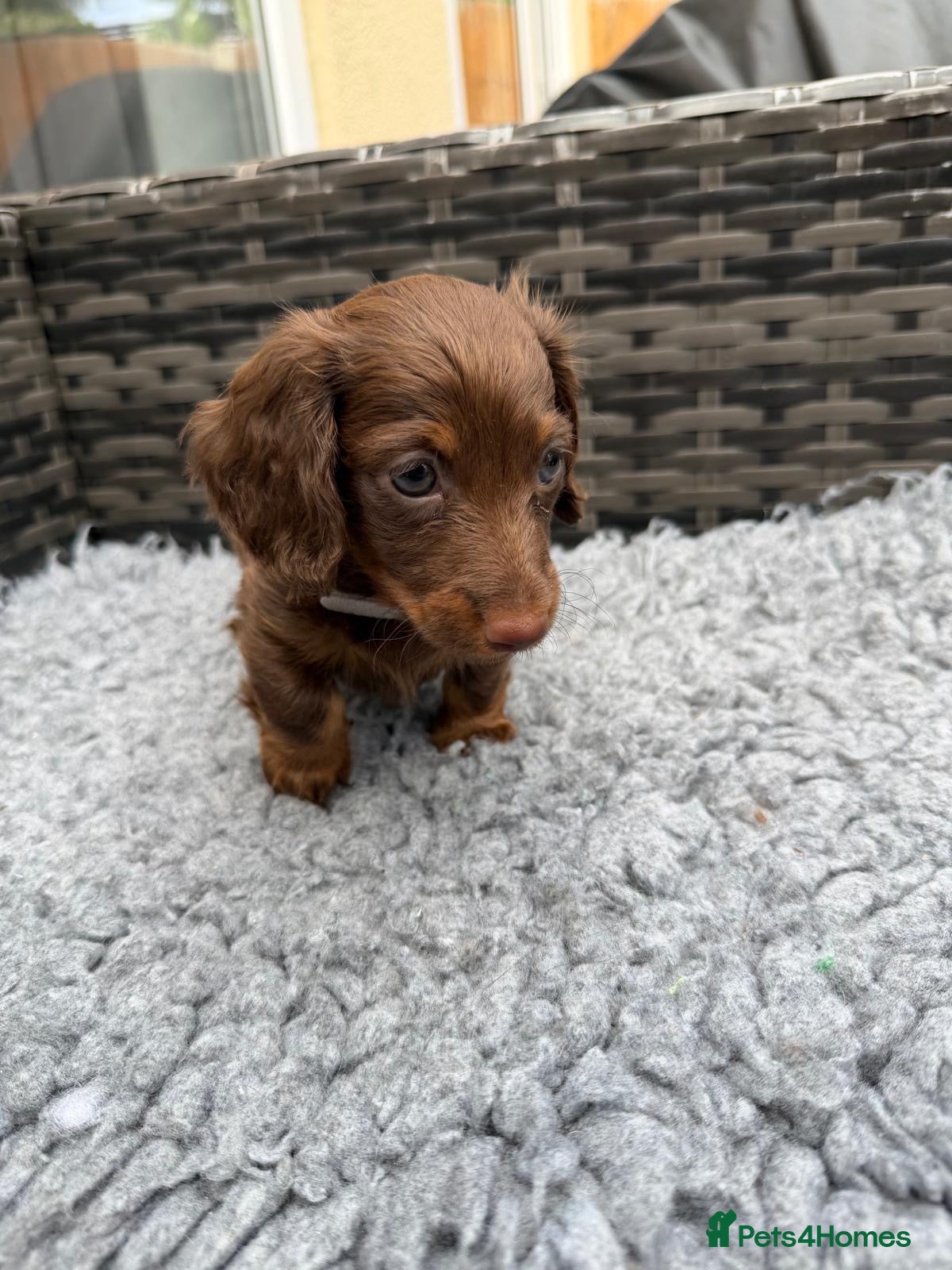 Dachshund dogs  Miniature long hair dachshund puppy’s  - Advert 16