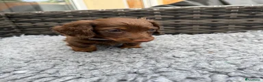 Dachshund 2