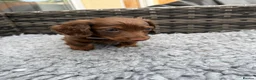 Dachshund dogs for sale:  Two Miniature long hair dachshund puppy’s  - Advert 2