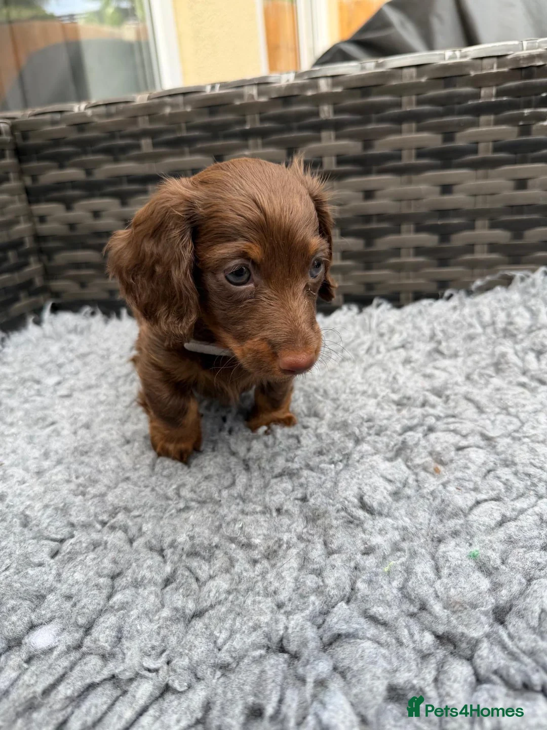 Dachshund dogs for sale:  Two Miniature long hair dachshund puppy’s  - Advert 2