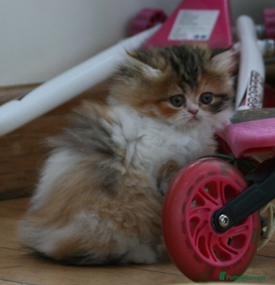 Exotic cats for sale: Beautiful Exotic Pedigree Kittens - Image 18
