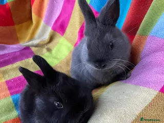 Mixed Breed rabbits 2 Netherland Dwarfs & mixed bred female Bunny . - Advert 3