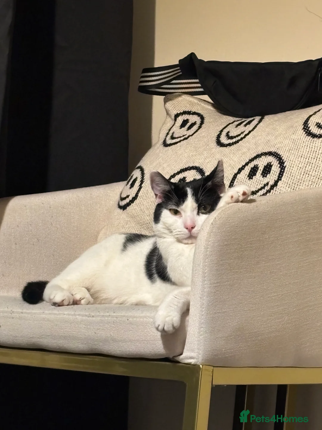 Mixed Breed cats for sale: Eclipse - Advert 18