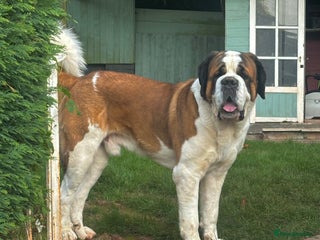 Saint Bernard dogs - Advert 1
