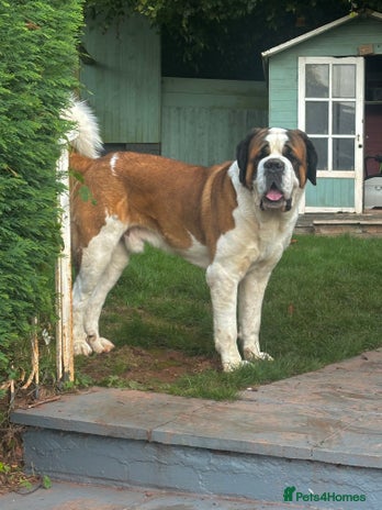 Saint Bernard dogs Beautiful strong Stud Saint Bernard - Advert 9