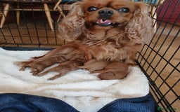 Cavapoo dogs for sale: Cavapoo puppies for sale - Image 10