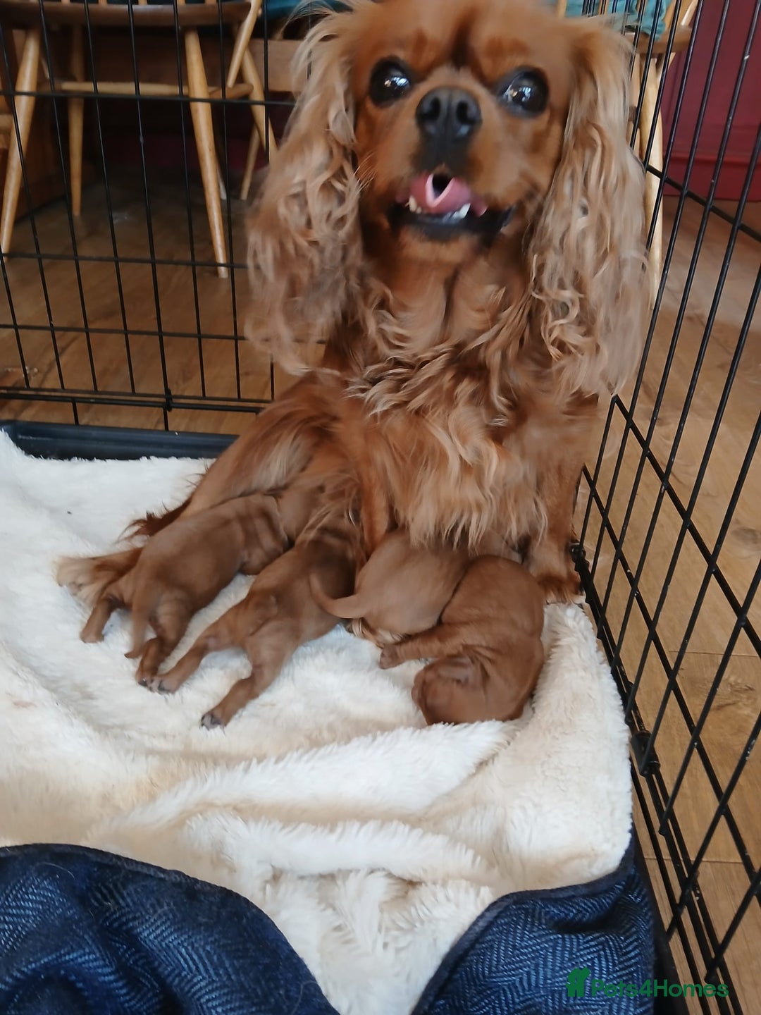 Cavapoo dogs for sale: Cavapoo puppies for sale - Image 10