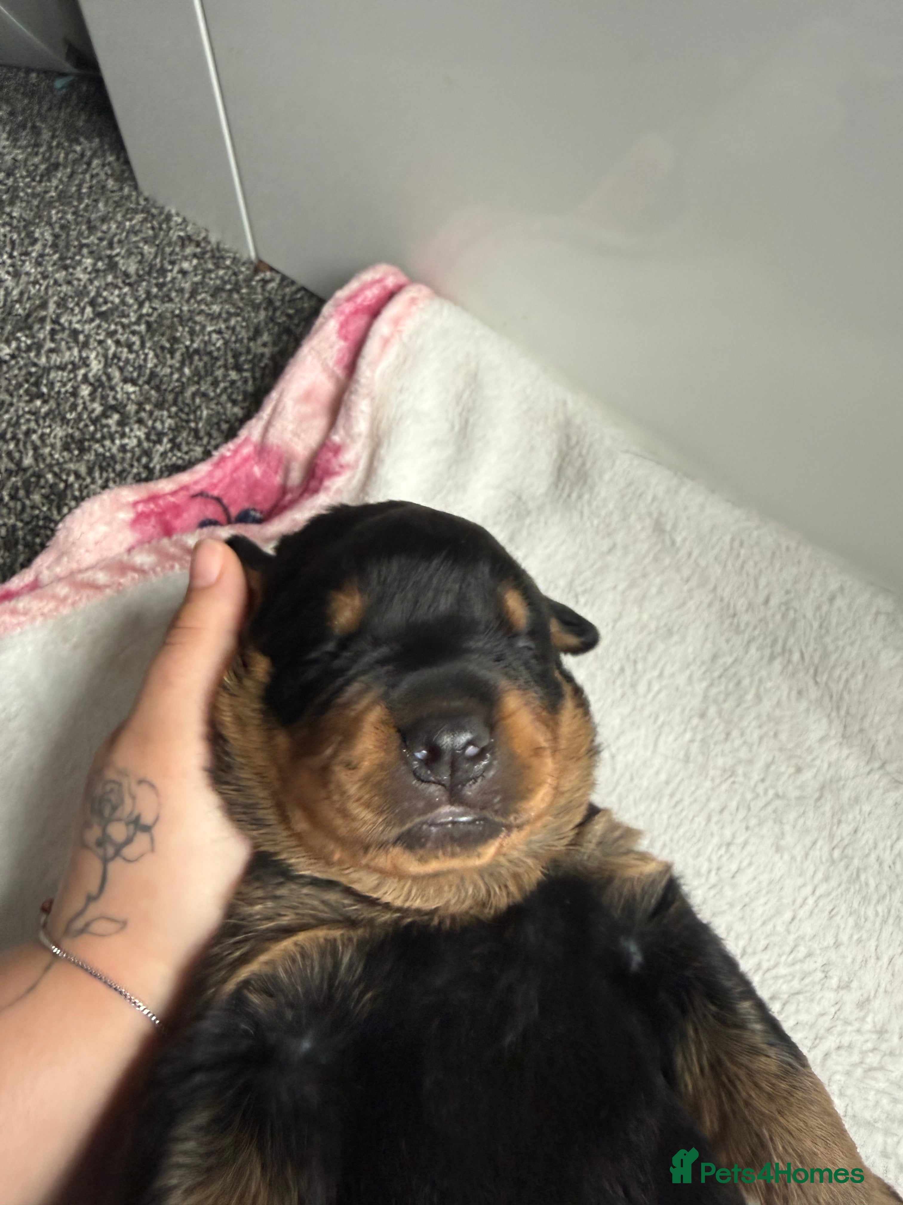 Rottweiler dogs for sale: 4 Beautiful Male Rottweiler Puppies  - Advert 11