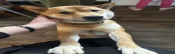Japanese Shiba Inu dogs for stud: Kenzo - Advert 1