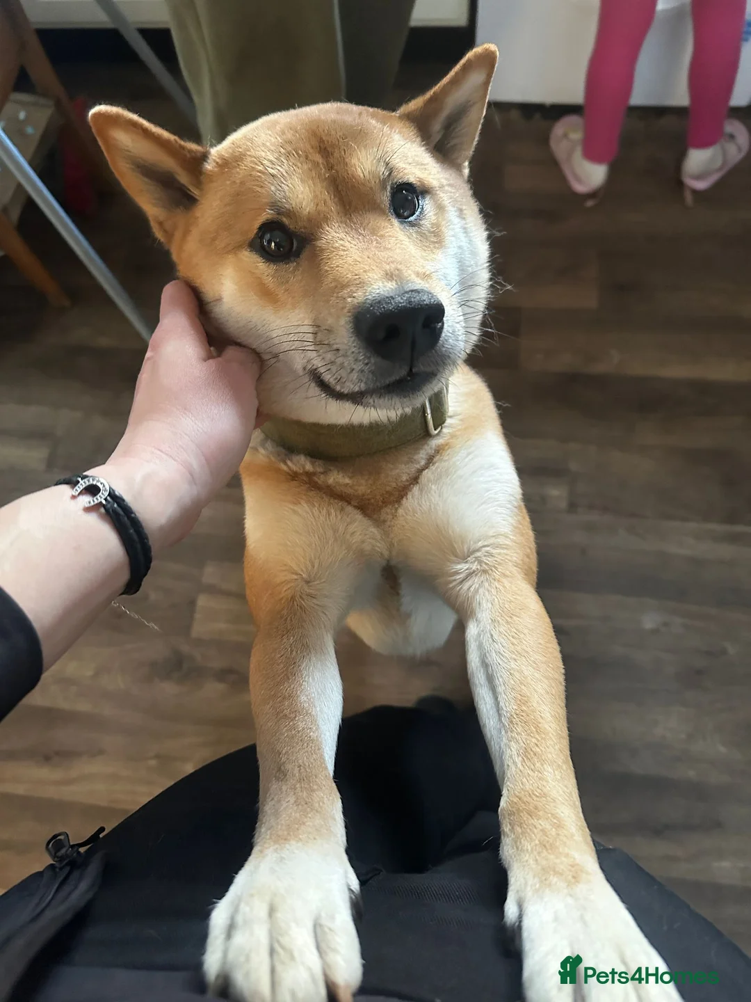 Japanese Shiba Inu dogs for stud: Kenzo - Advert 1
