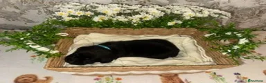 Labrador Retriever 3