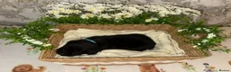 Labrador Retriever dogs for sale: 🖤 KC REGISTERED BLACK LABRADOR PUPPIES 🖤 - Advert 7