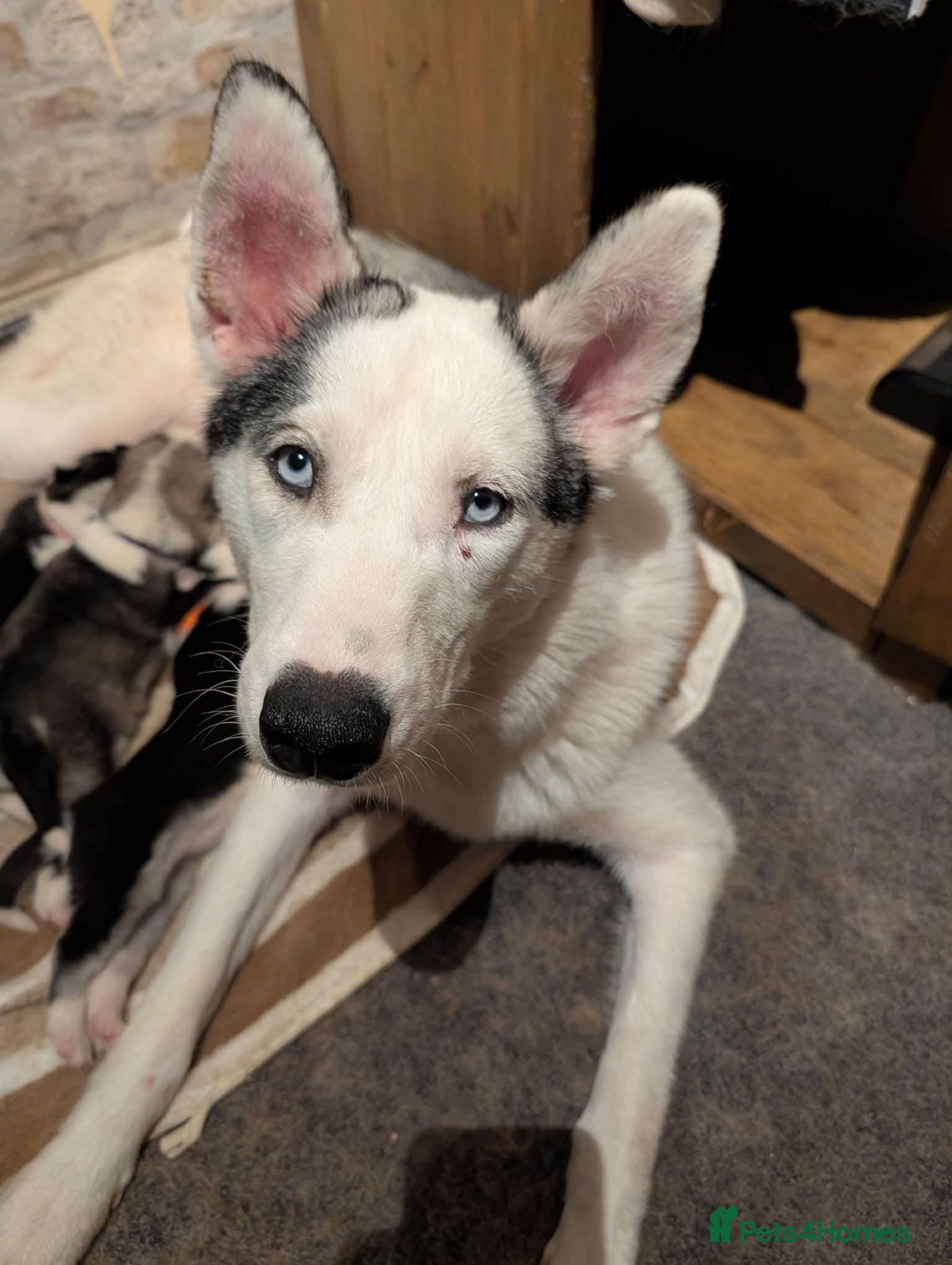 Siberian Husky dogs 6 Gorgeous Siberian Huskies - Advert 3