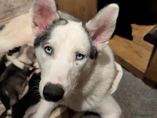 Siberian Husky dogs 6 Gorgeous Siberian Huskies - Advert 1