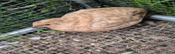 Quail poultry for sale: Mixed variety Coturnix Quail - Advert 7