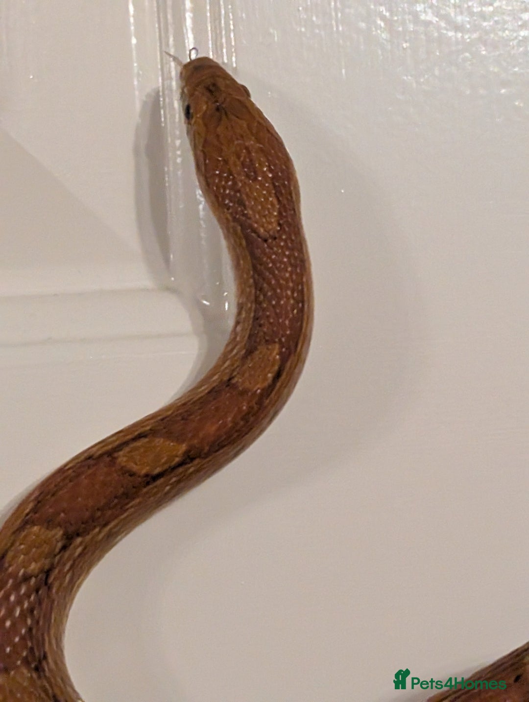 Corn Snake reptiles for sale: Mix of beautiful colourful corn snakes for sale - Image 4