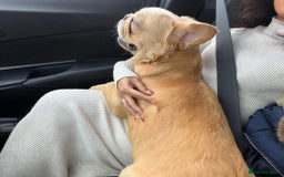 French Bulldog dogs for sale: French Bulldog - Image 2