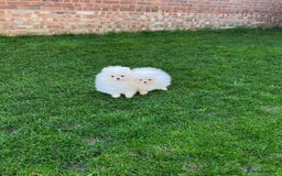 Pomeranian dogs for sale: Very Tiny🧸 Teddy Face🐻Top Quality 🔥 - Image 6