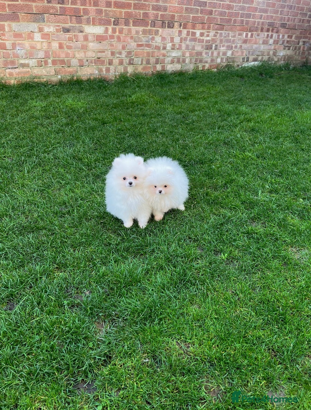 Pomeranian dogs for sale: Very Tiny🧸 Teddy Face🐻Top Quality 🔥 - Image 6