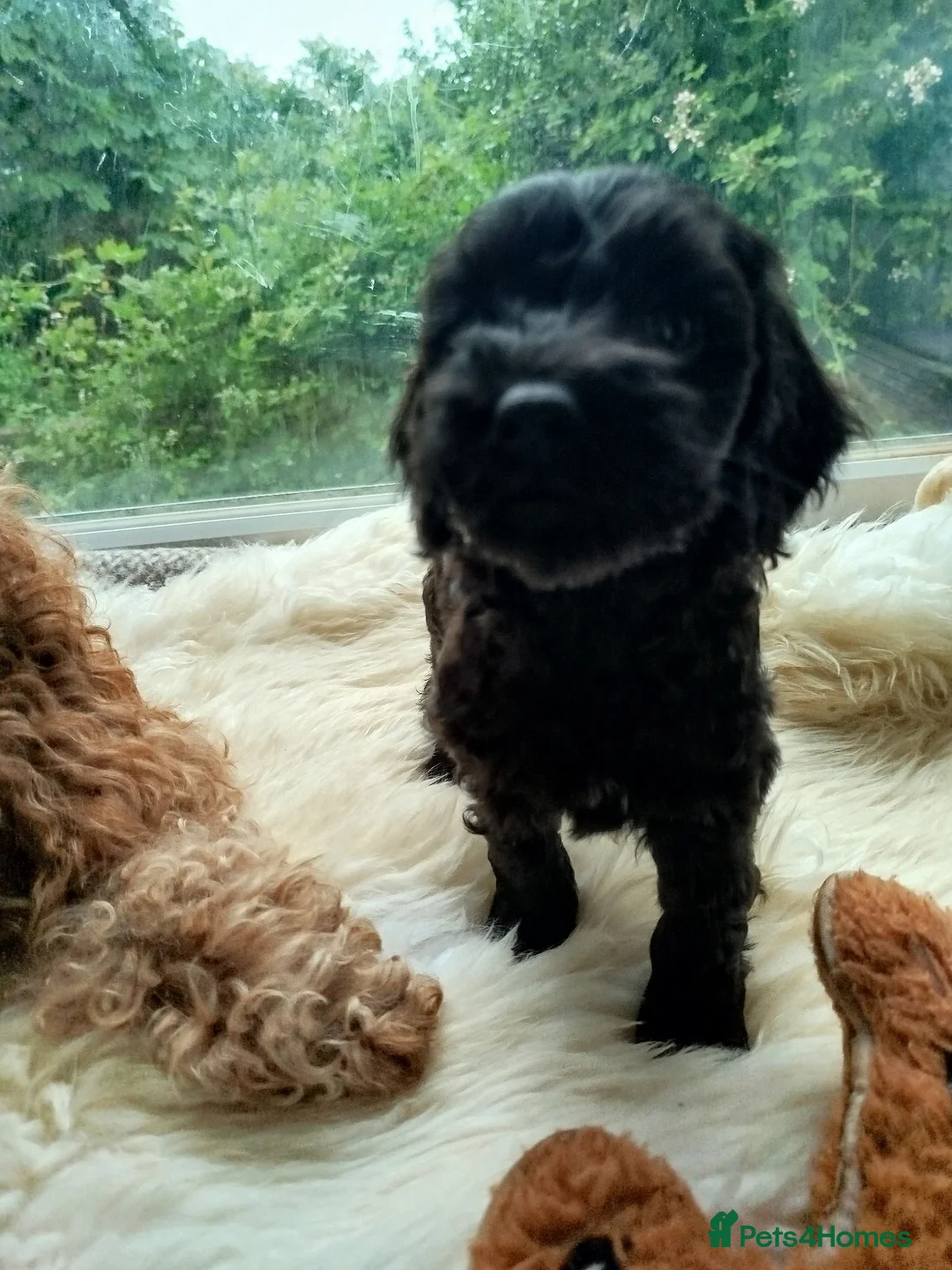 Cockapoo dogs for sale: Ready to leave Cockerpoo f2 (3 girls+3 boys - Advert 2