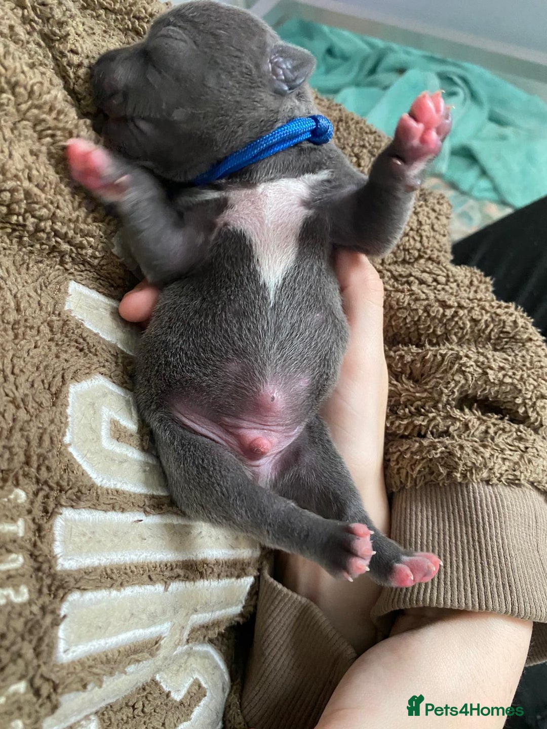 Staffordshire Bull Terrier dogs for sale: For Sale Blue Staffies/ Blue Staffordshire  - Image 23