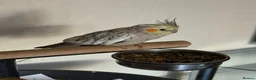 Cockatiels birds for sale: Bonded pair silly tame pearl and whiteface  - Advert 3