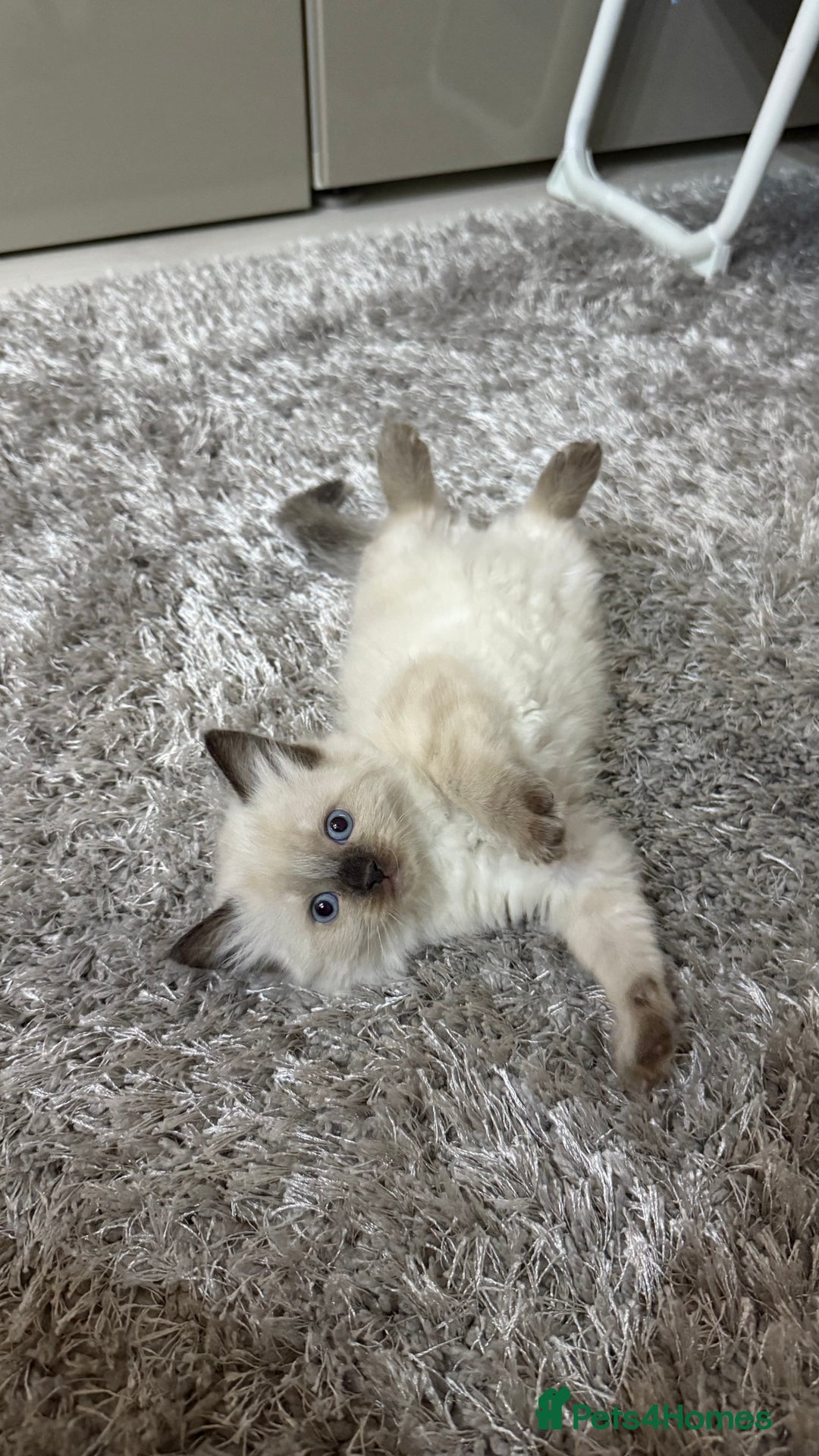Ragdoll cats for sale: Beautiful Ragdoll Kittens for Sale – 2Boys&2Girls - Advert 13