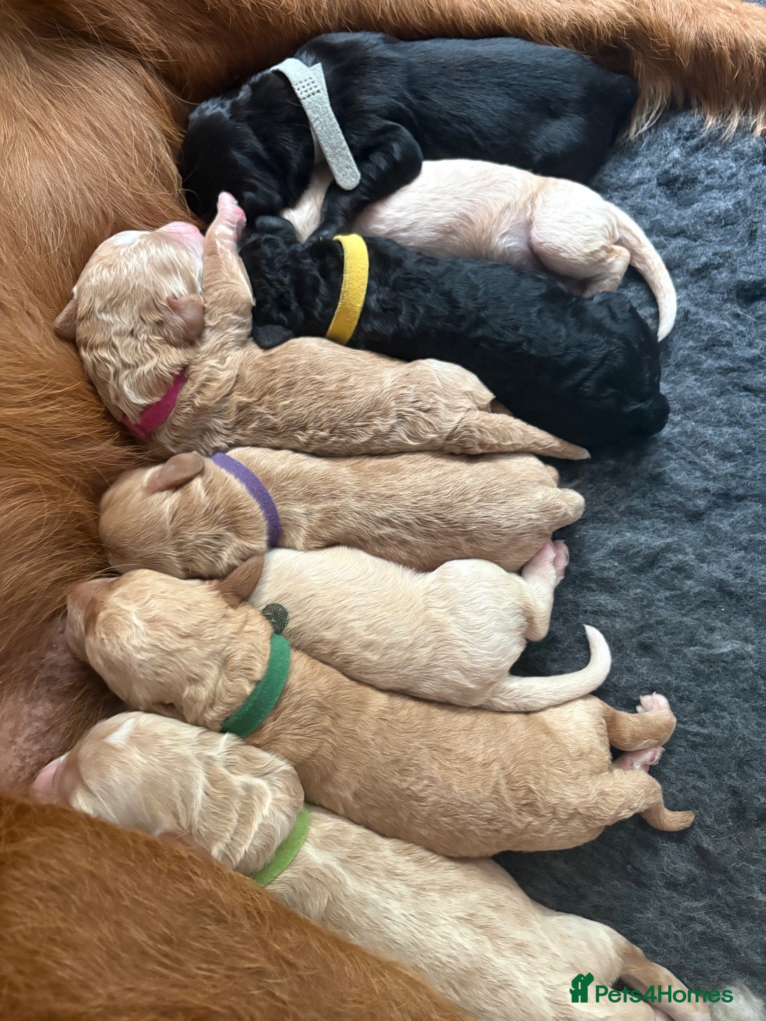 Labradoodle dogs Beautiful F1B Labradoodle Puppies  - Advert 3