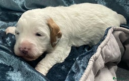 Labradoodle dogs for sale: Labradoodles for Sale! - Image 28