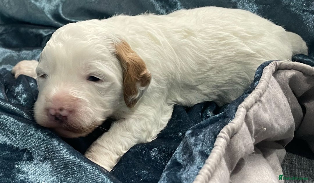 Labradoodle dogs for sale: Labradoodles for Sale! - Image 28