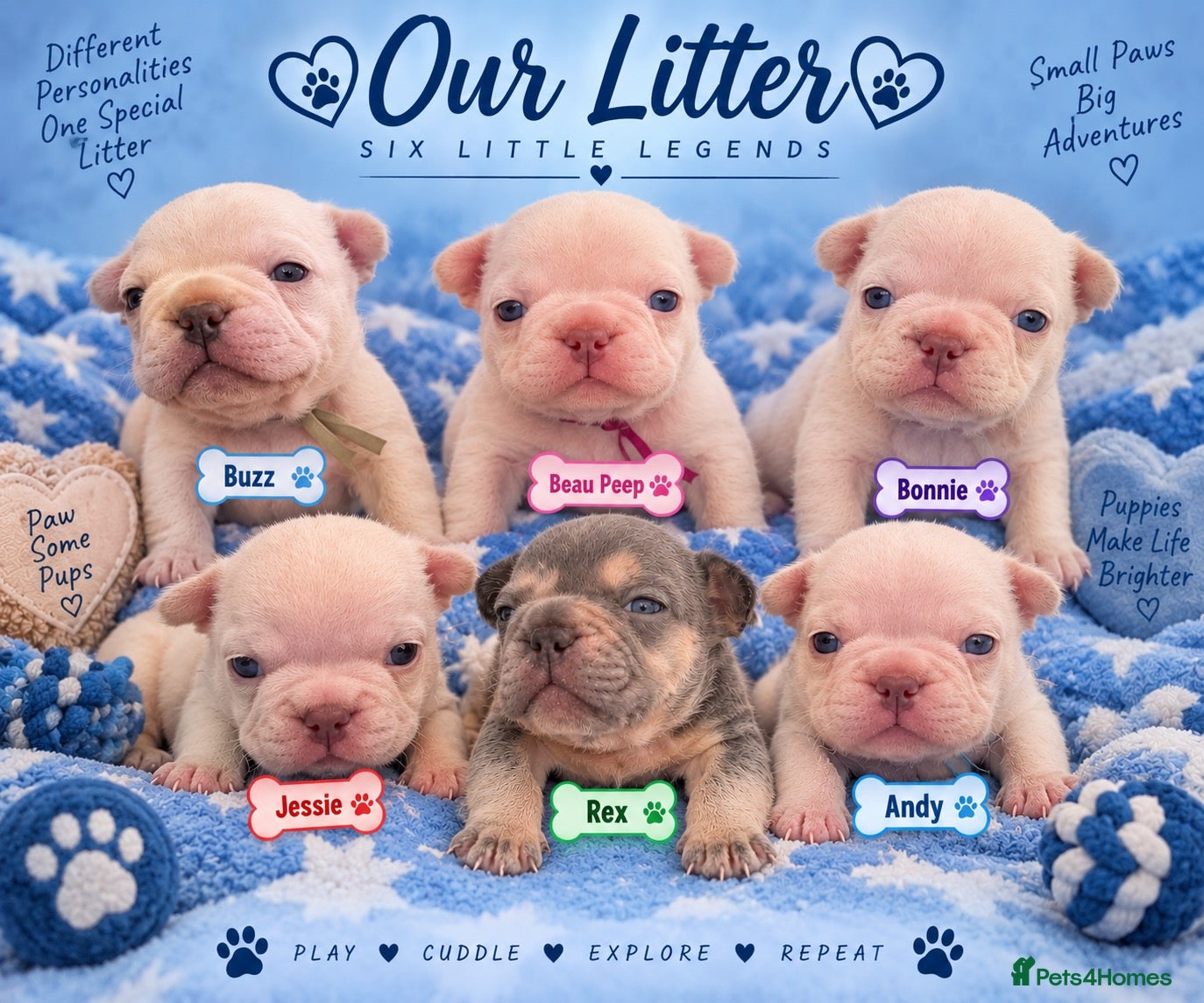 French Bulldog dogs KC French Bulldogs  - Advert 1