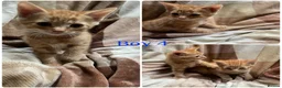 Mixed Breed cats for sale: Gorgeous kittens for sale  - Advert 6