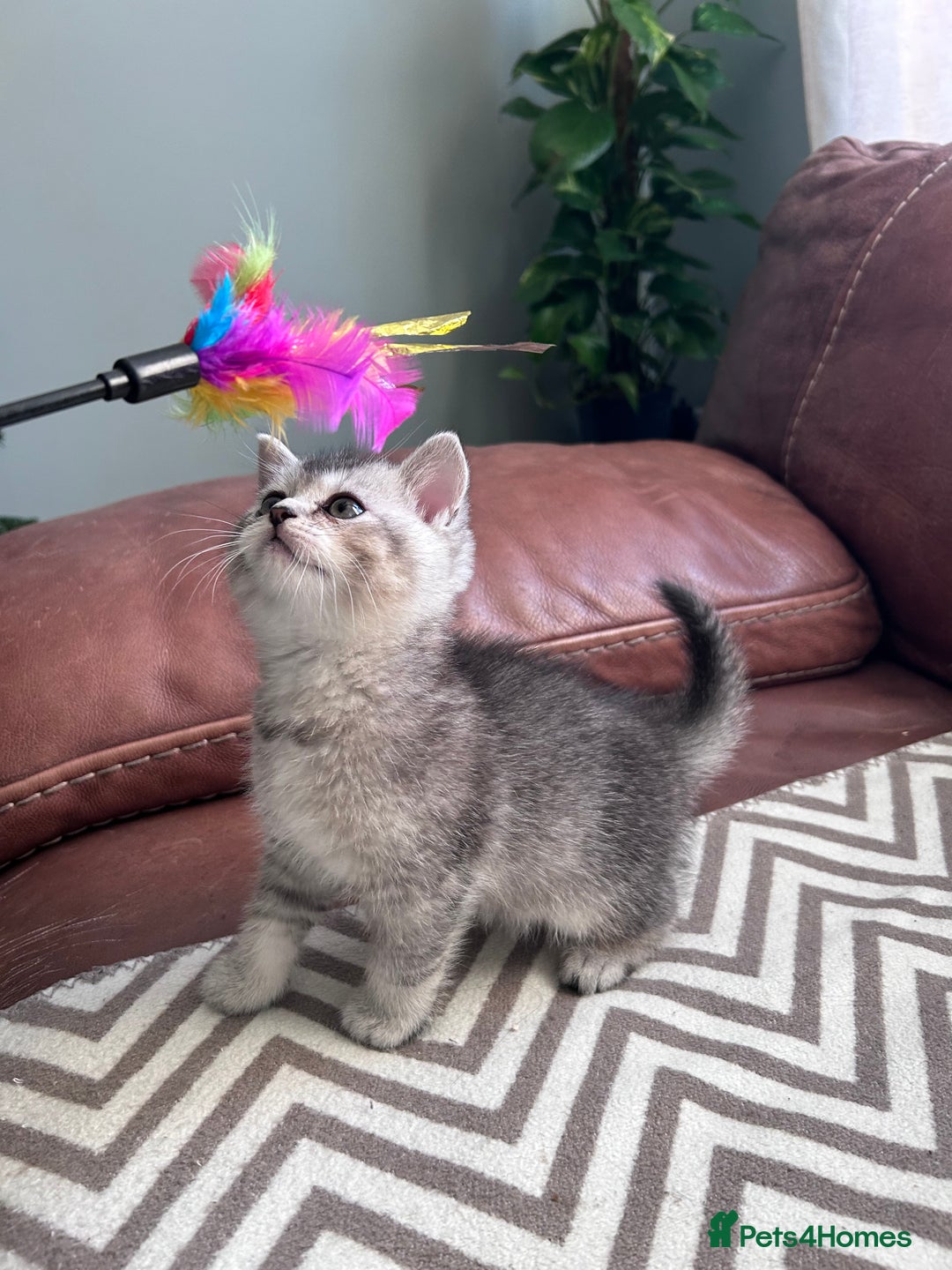 Scottish Fold cats for sale: Little buddies looking for home - Advert 7