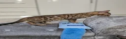 Bengal cats for sale: 🔥✨Pedigree TICA-Registered Bengals - Advert 20