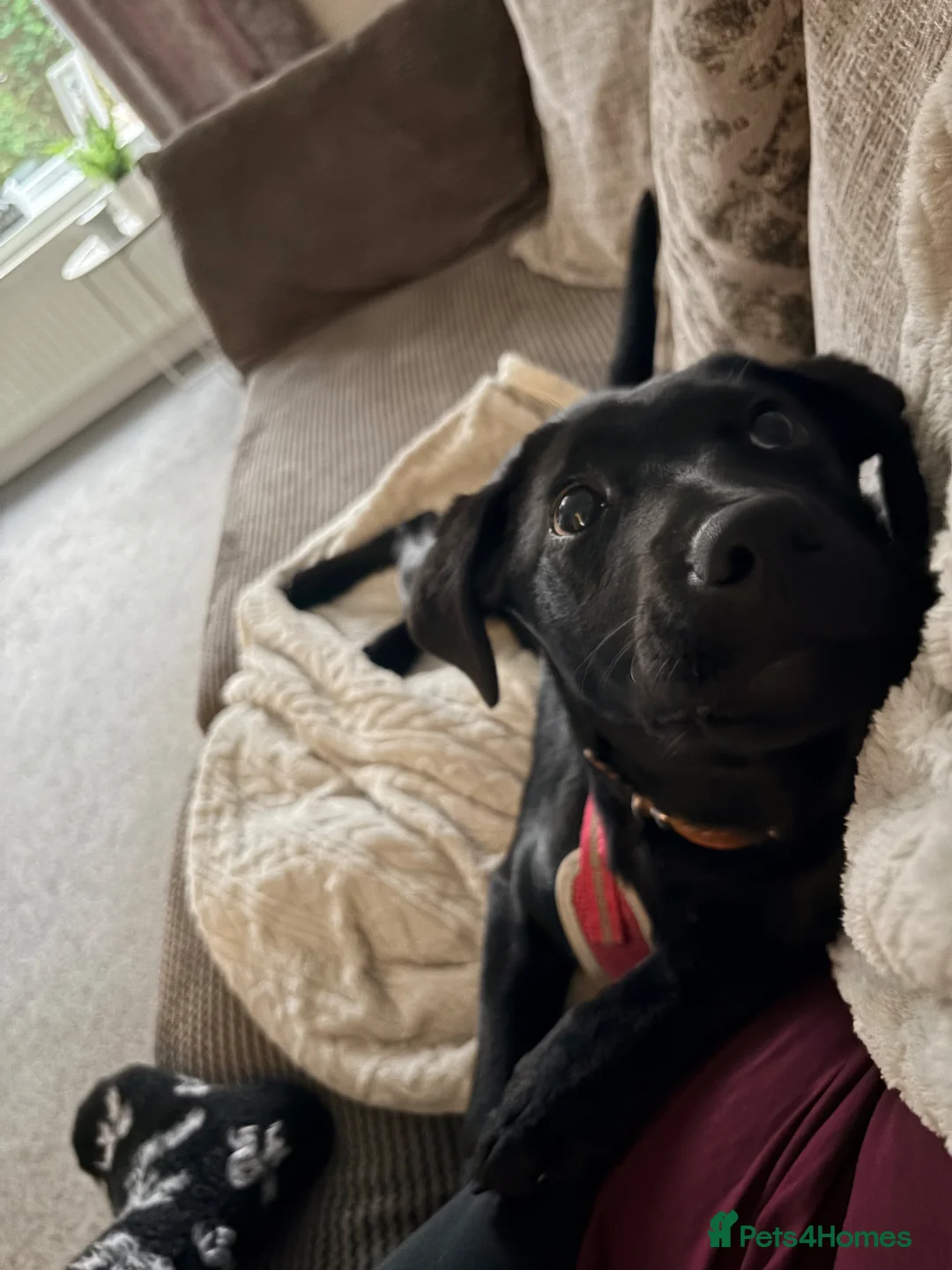 Labrador Retriever dogs for sale: Black Labrador  in Halifax - Advert 3