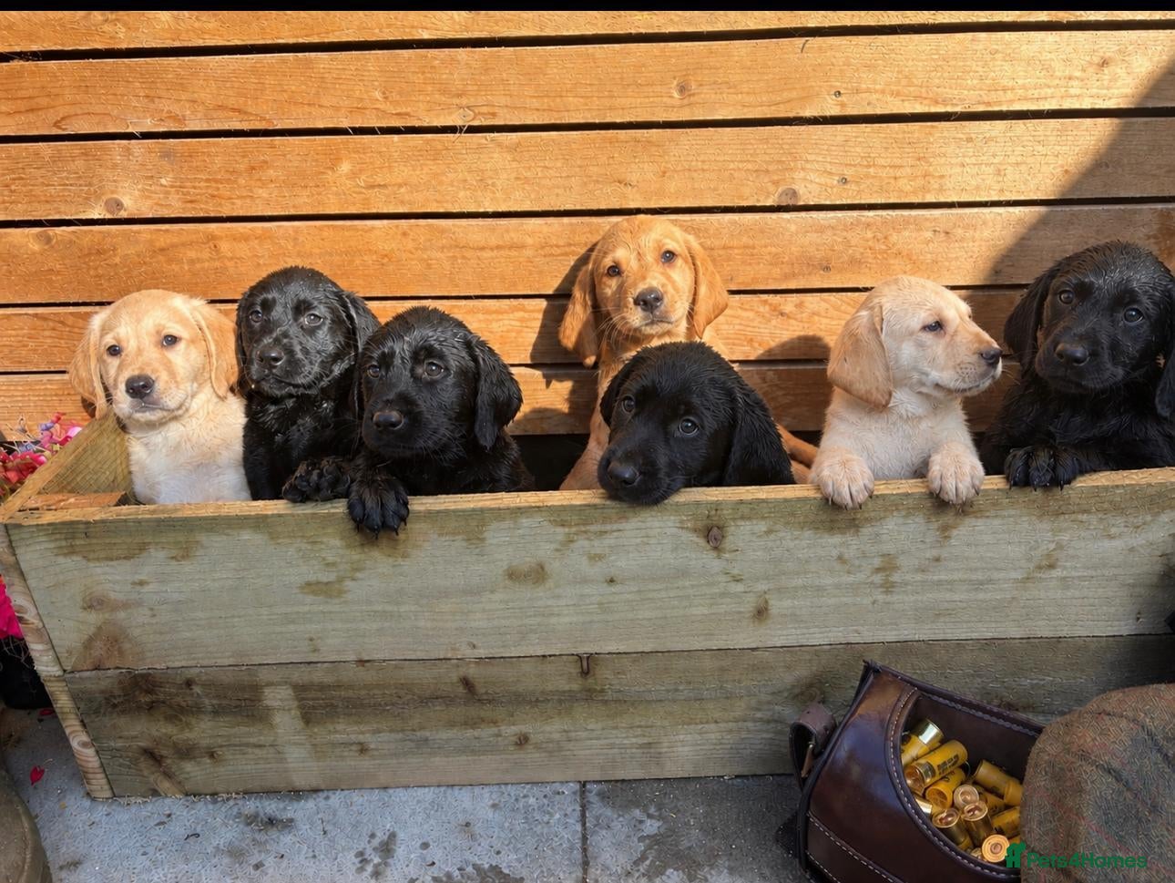 Labrador Retriever dogs KC Registered Working Labrador Retriever Puppies - Advert 1