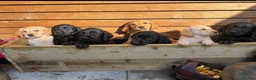Labrador Retriever dogs for sale: KC Registered Working Labrador Retriever Puppies - Advert 1