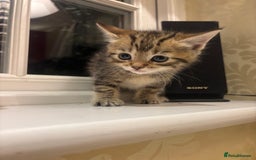 Mixed Breed cats for sale: 4 Persian chinchilla mix breed kittens  - Image 20