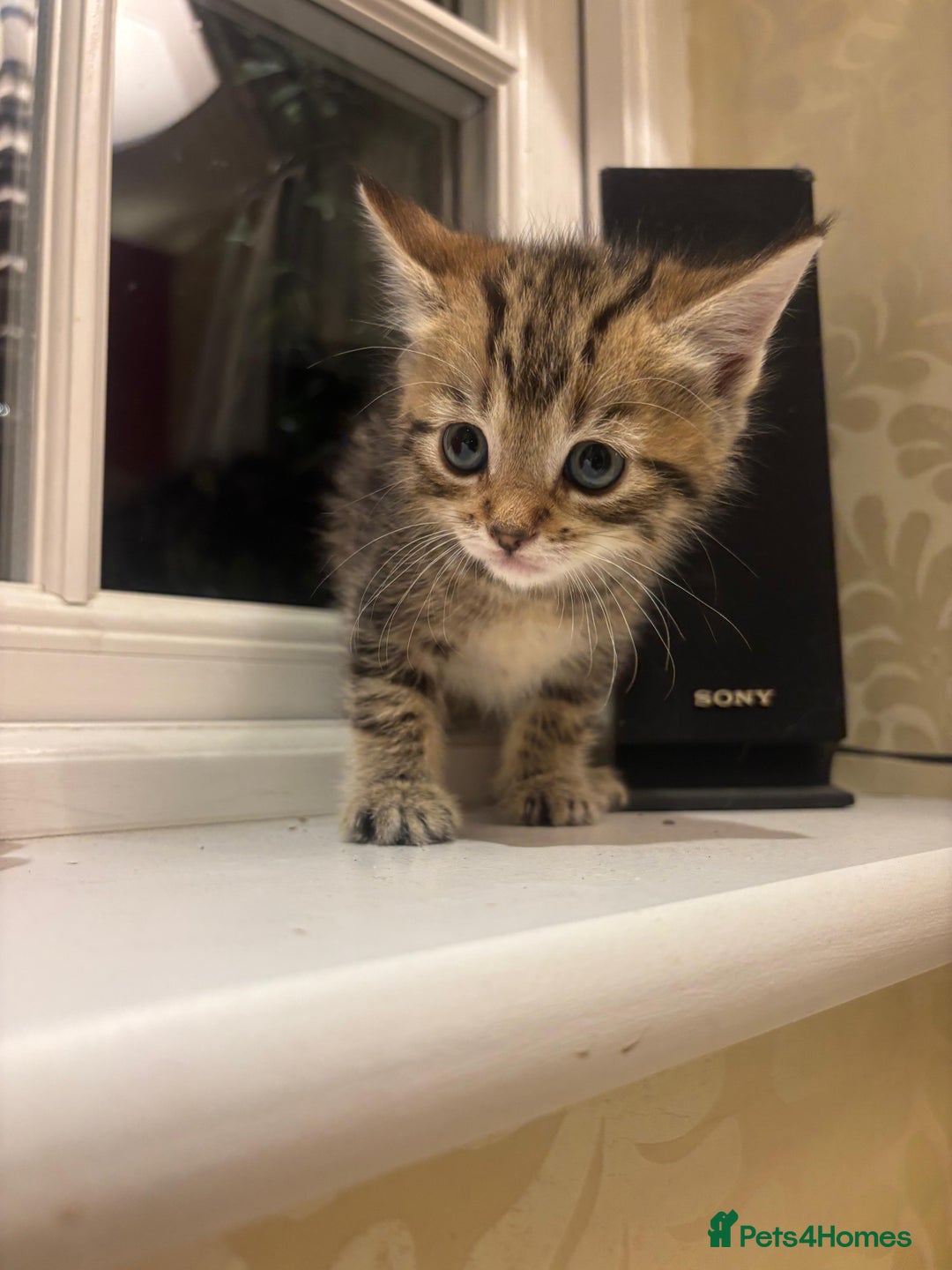 Mixed Breed cats for sale: 4 Persian chinchilla mix breed kittens  - Image 20