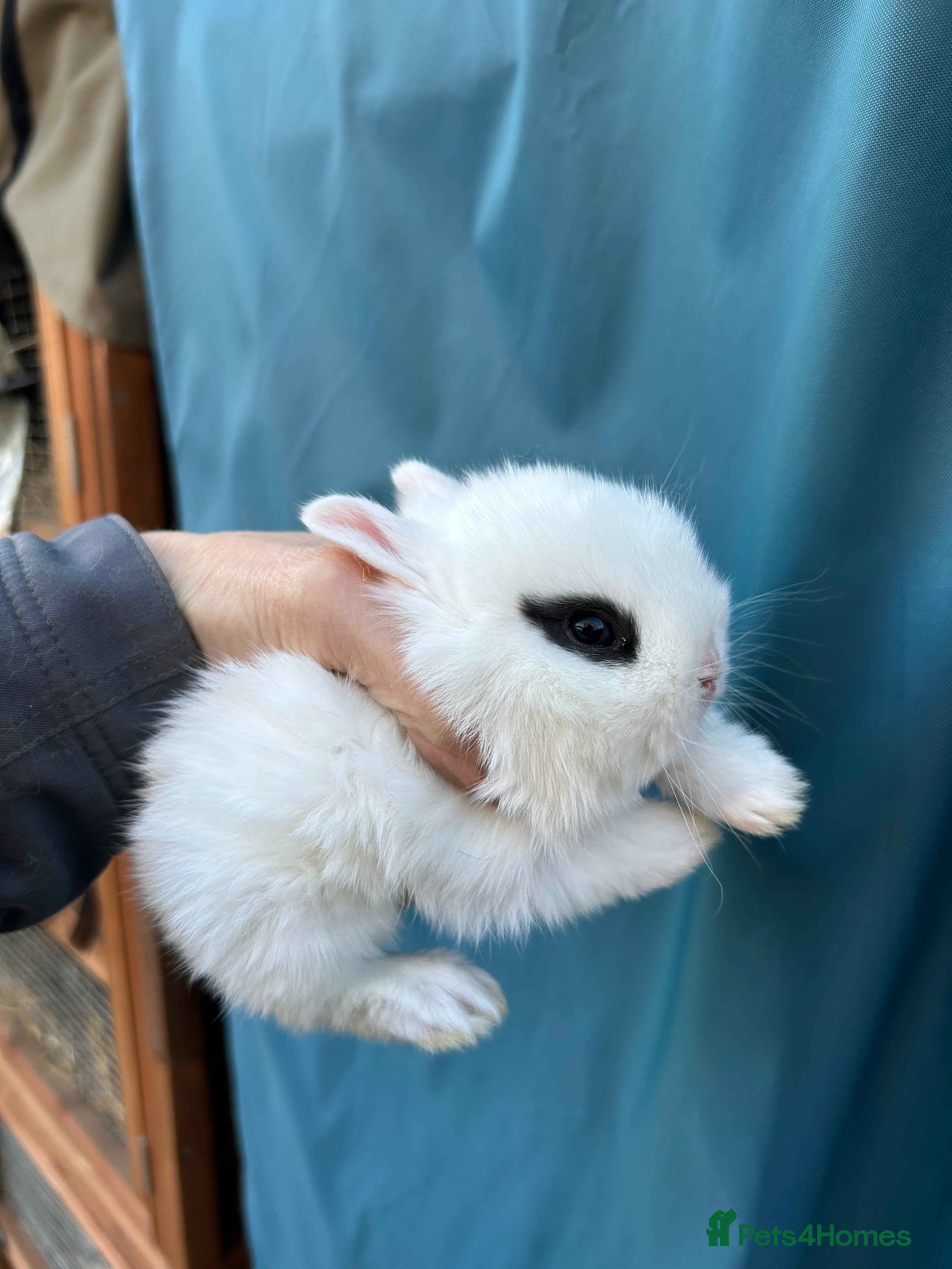 Netherland Dwarf rabbits 1 x beautiful baby boy Netherland Dwarf - Advert 8