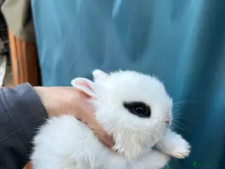 Netherland Dwarf rabbits 1 x beautiful baby boy Netherland Dwarf - Advert 8