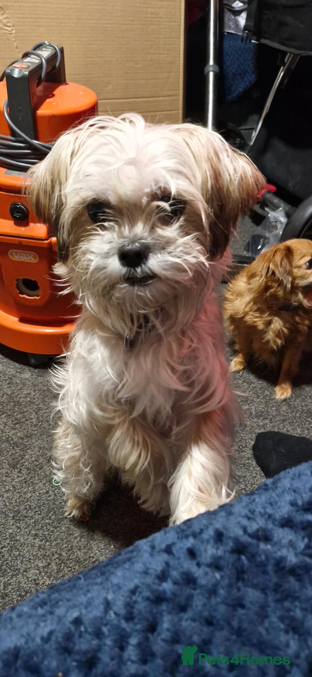 Mixed Breed dogs for sale: Beautiful puppies looking for loving homes - Advert 5