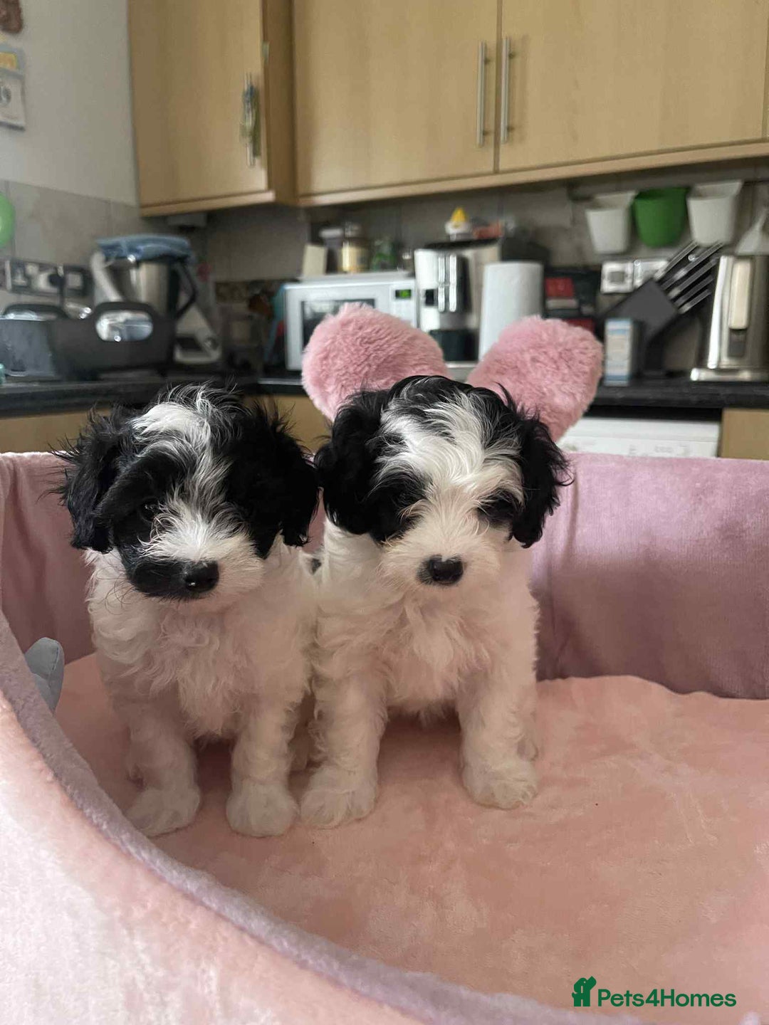 Maltipoo dogs for sale: Maltipoo puppies for sale  - Image 2