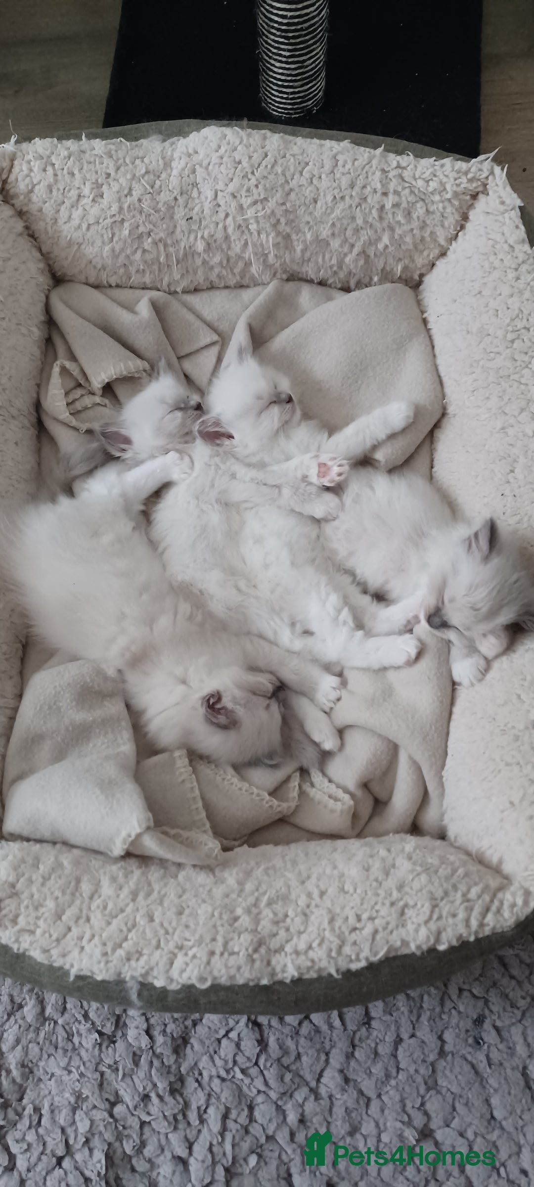 Ragdoll cats for sale: Blue mitted ragdoll kittens - Image 6