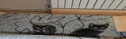 Mixed Breed cats for sale: Kitten  - Advert 27
