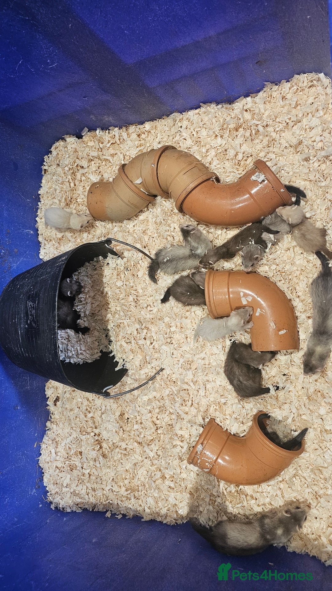 Ferret rodents for sale: Top Quality Ferret kits - Standard and Semi Micro - Image 7